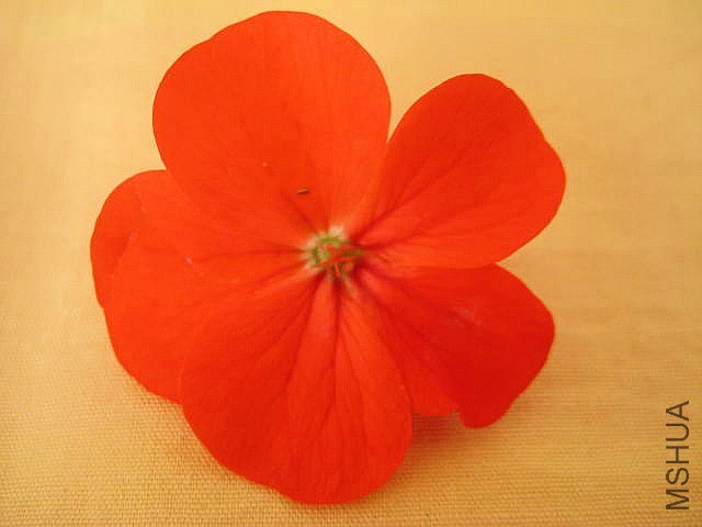 ������ �ɺ�.jpg