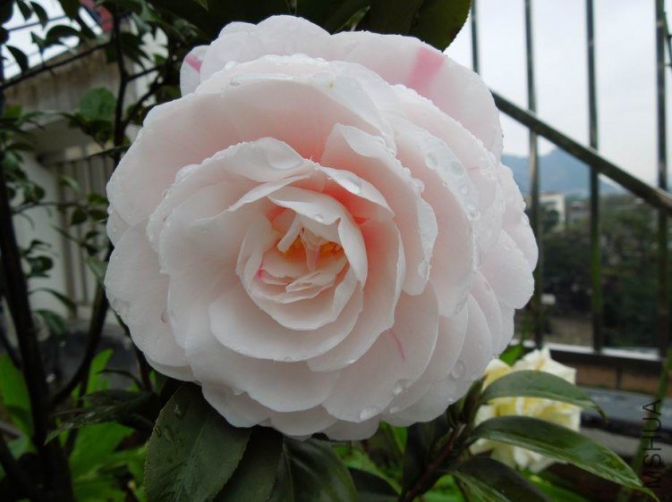 ������С DSCN3961.jpg