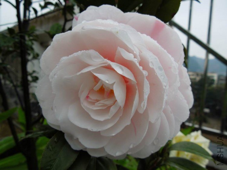 ������С DSCN3962.jpg