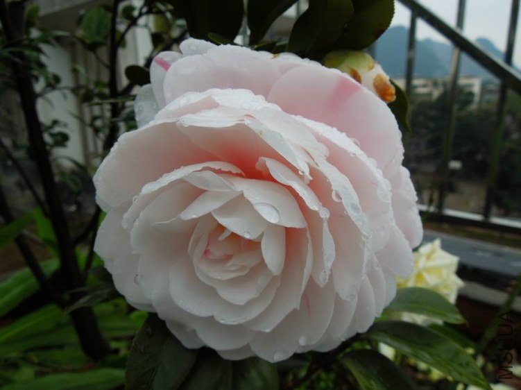 ������С DSCN3963.jpg