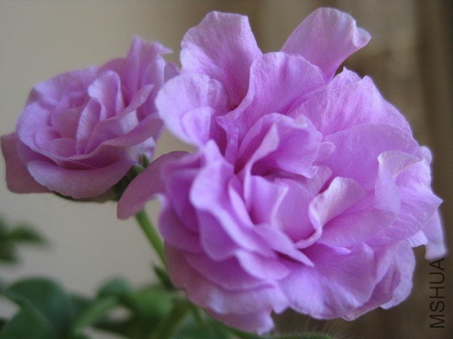 ����õ��