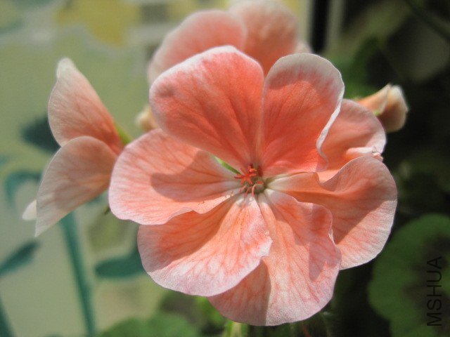 ����� ��ɫ