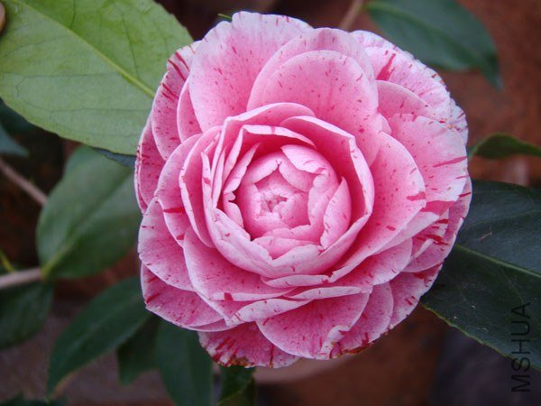 DSC07927.jpg