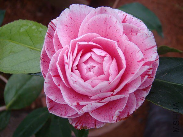 DSC07928.jpg