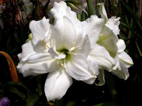 ��ѩ���� (3).jpg