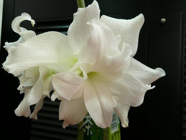 ��ѩ���� (4).jpg