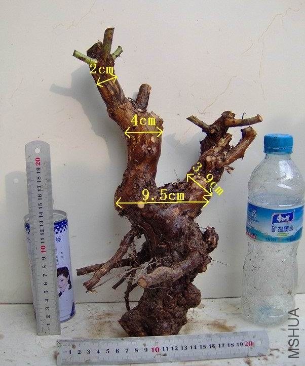 2-A.jpg