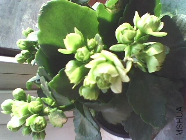 IMG0176A.JPG