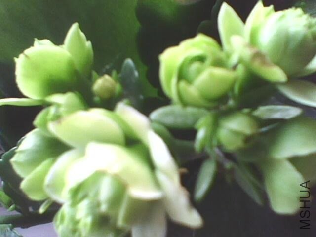 IMG0183A.JPG