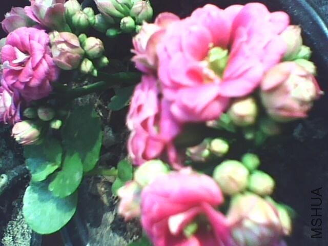 IMG0177A.JPG