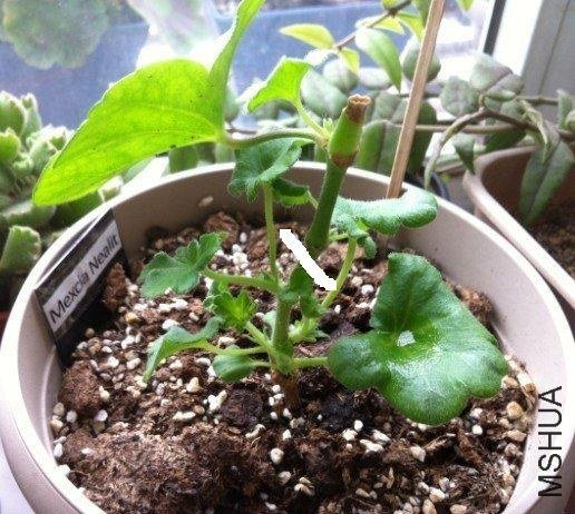 Mexica Nealit 01.jpg