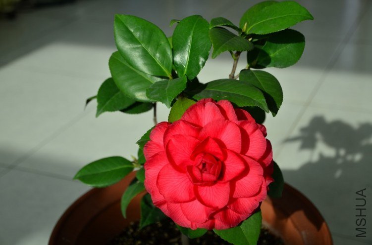 DSC_4610.jpg