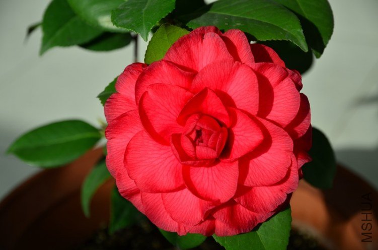 DSC_4612.jpg