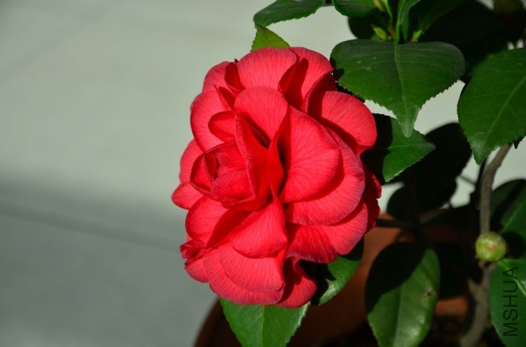 DSC_4614.jpg