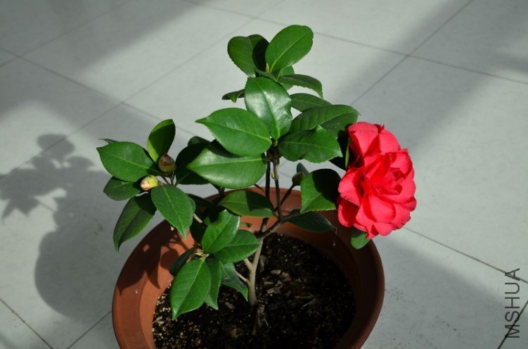 DSC_4618.jpg