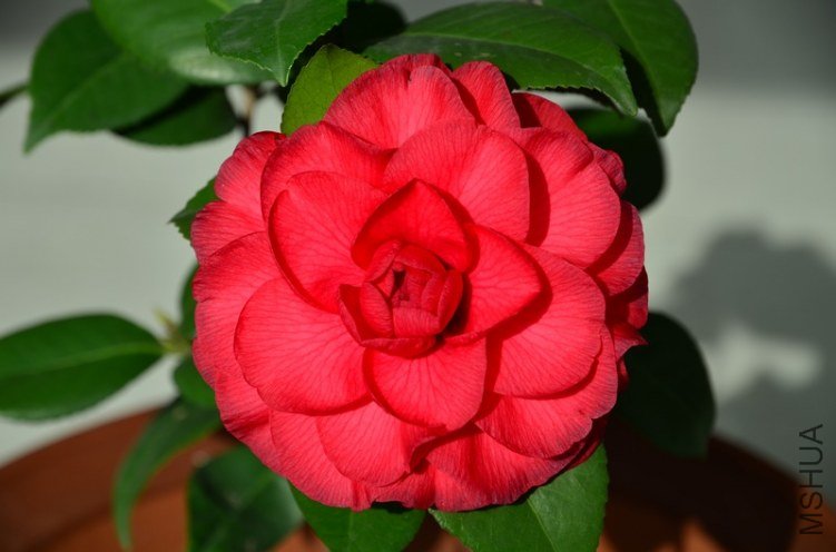 DSC_4622.jpg