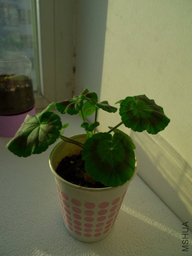 P1060765_����.jpg