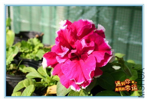 ��Ƭ 085_����.jpg