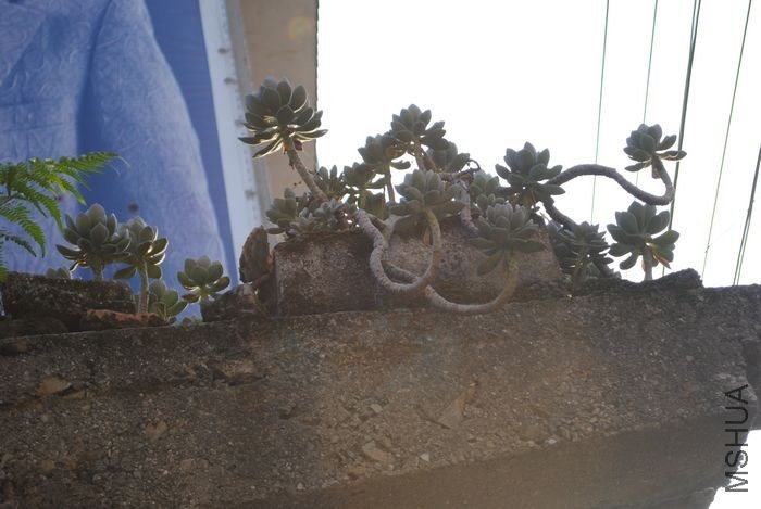 DSC_0432.jpg