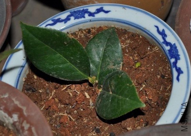 ����˿ (1).JPG