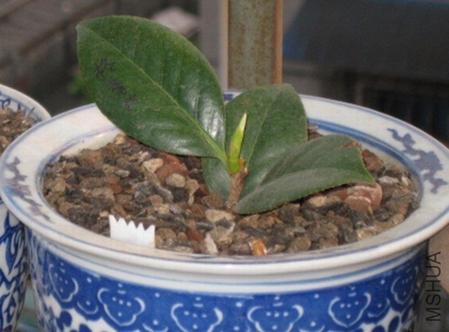 ����˿ (2).JPG