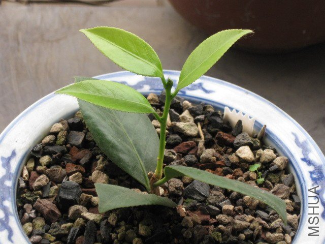 ����˿ (3).JPG