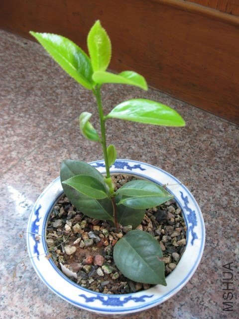 ����˿ (4).JPG