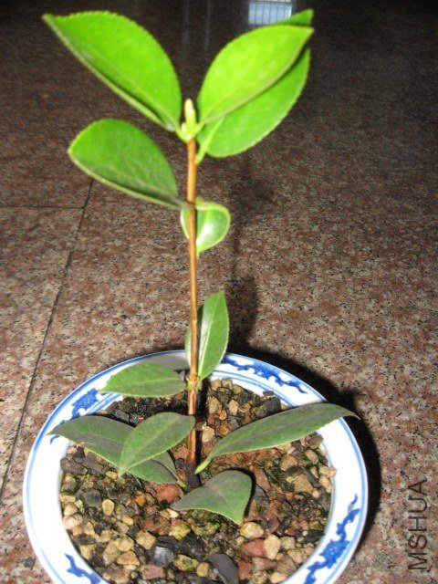 ����˿ (5).JPG