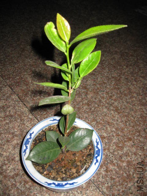 ����˿ (6).JPG