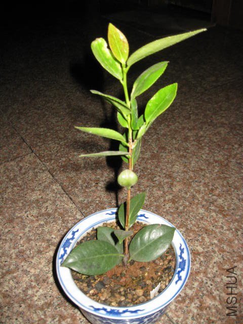 ����˿ (7).JPG