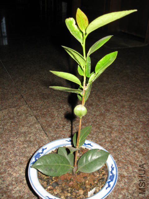 ����˿ (8).JPG