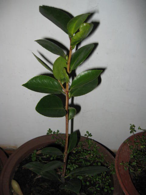 ����˿ (9).JPG