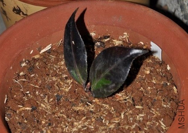 �ڱ���1 (1).JPG