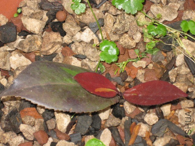 �ڱ���1 (2).JPG