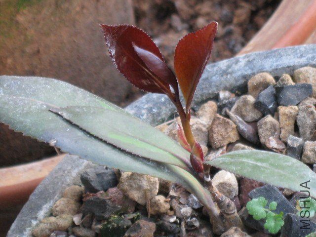 �ڱ���1 (3).JPG