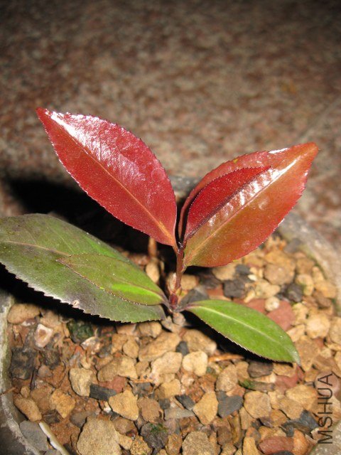 �ڱ���1 (4).JPG