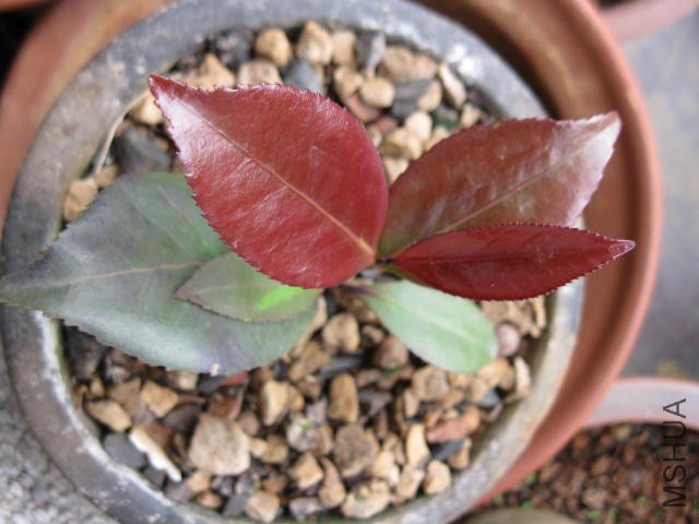 �ڱ���1 (5).JPG