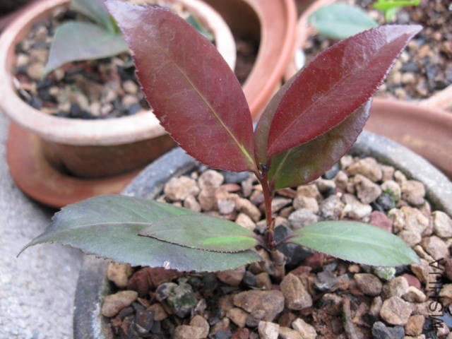 �ڱ���1 (6).JPG