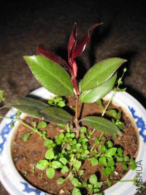 �ڱ���1 (7).JPG