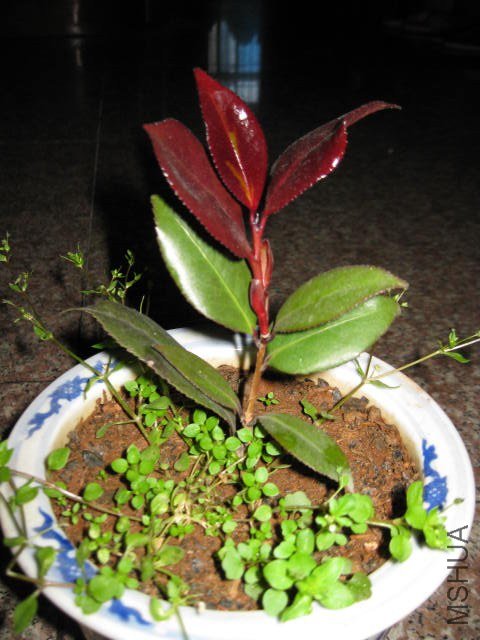 �ڱ���1 (8).JPG