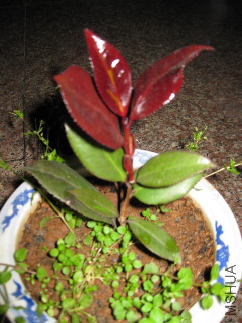 �ڱ���1 (9).JPG