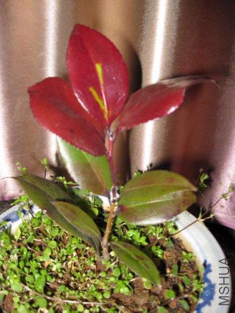 �ڱ���1 (10).JPG