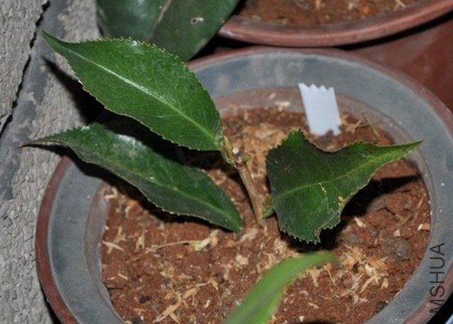 ��ħ�� (1).JPG