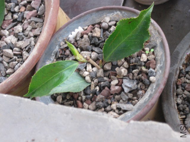 ��ħ�� (2).JPG