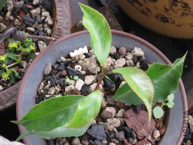 ��ħ�� (3).JPG