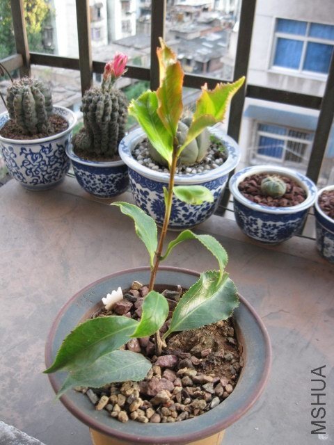 ��ħ�� (5).JPG