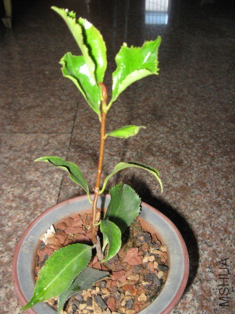 ��ħ�� (6).JPG