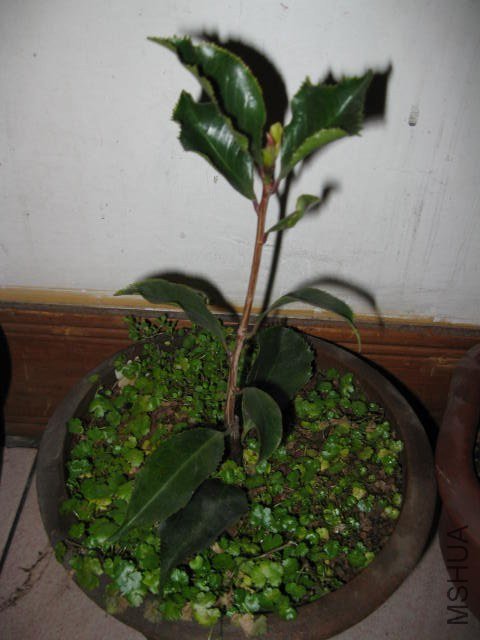 ��ħ�� (7).JPG