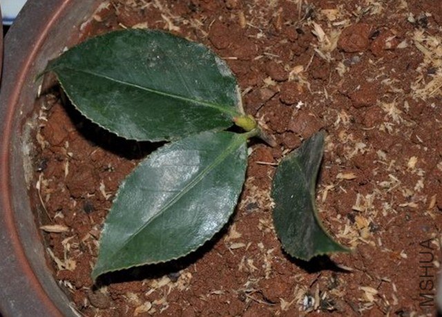 ����1 (1).JPG