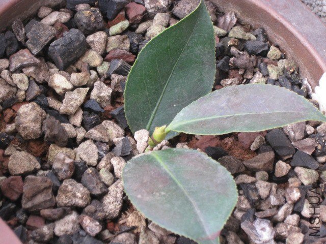 ����1 (2).JPG